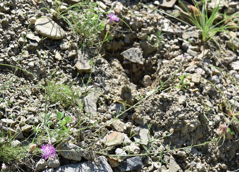 Centaurea sarandinakiae photo 7