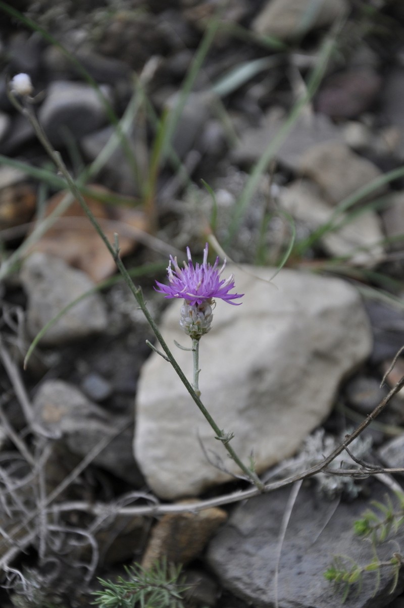 Centaurea sarandinakiae photo 8