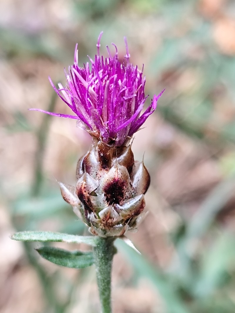 Centaurea sarfattiana