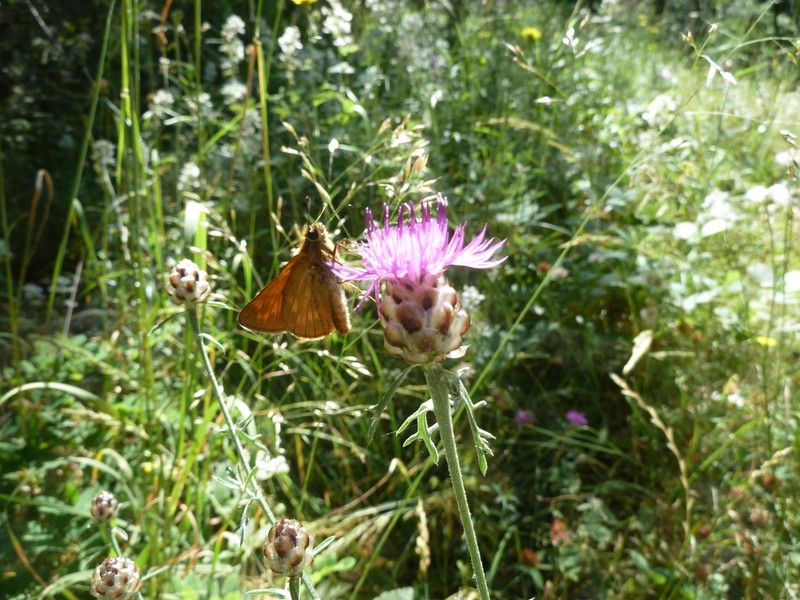 Centaurea sarfattiana photo 2