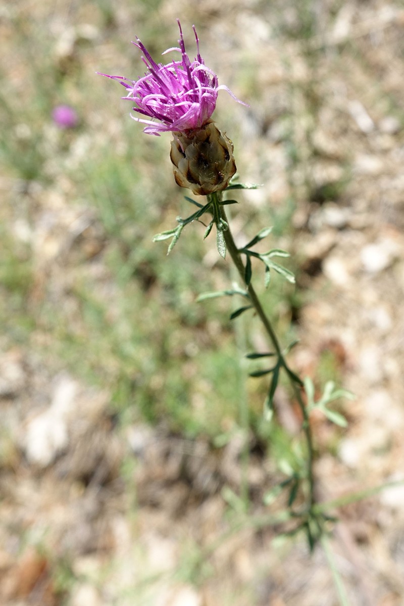 Centaurea sarfattiana photo 3