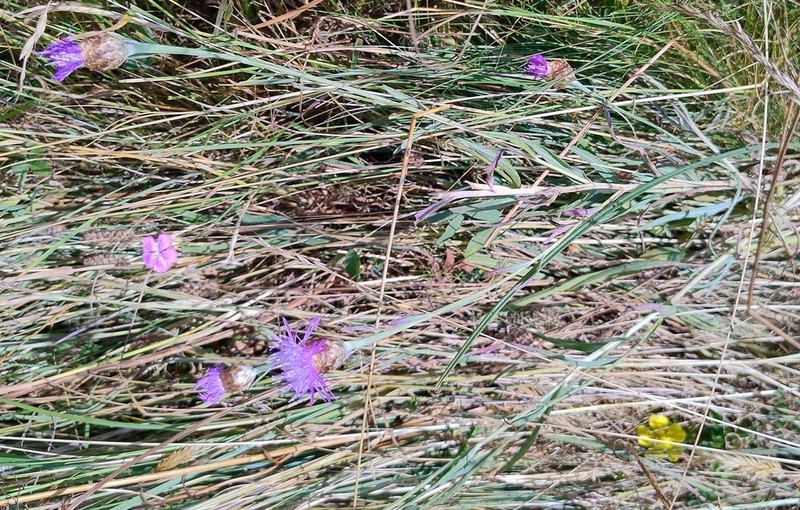 Centaurea sarfattiana photo 4