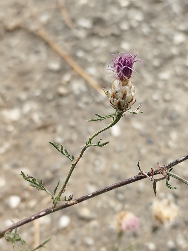 Centaurea sarfattiana photo 5