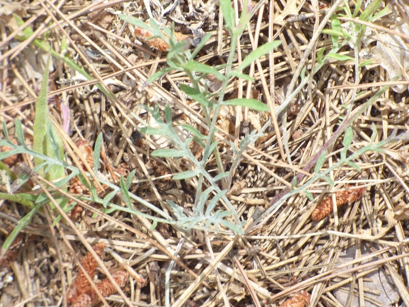 Centaurea sarfattiana photo 7