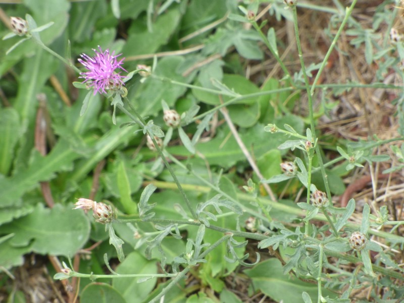 Centaurea sarfattiana photo 8