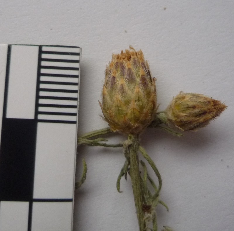 Centaurea savranica photo 2