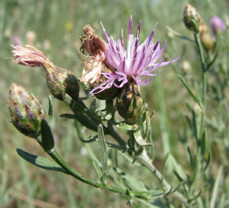 Centaurea savranica photo 3