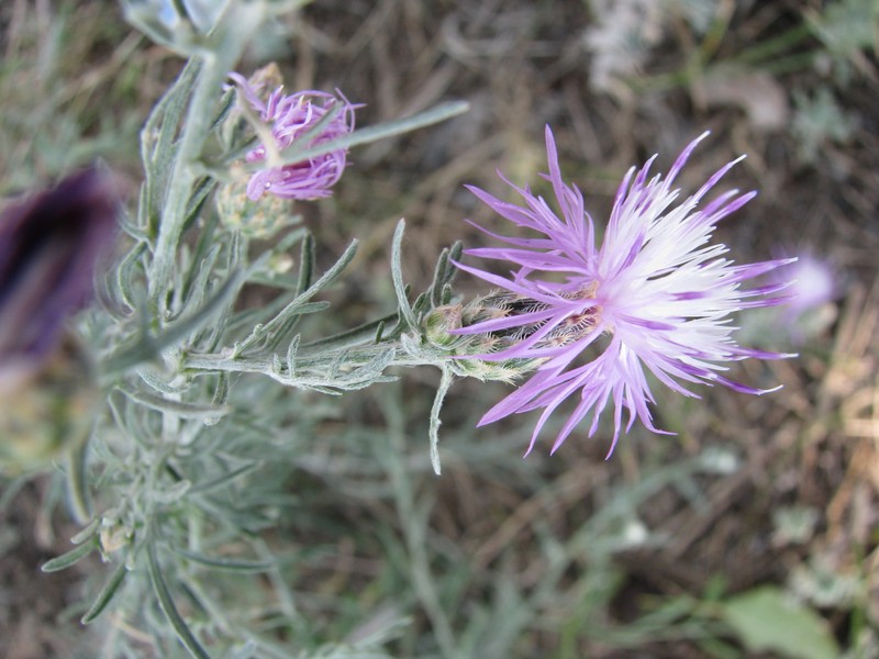 Centaurea savranica photo 6