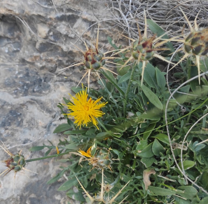 Centaurea saxicola