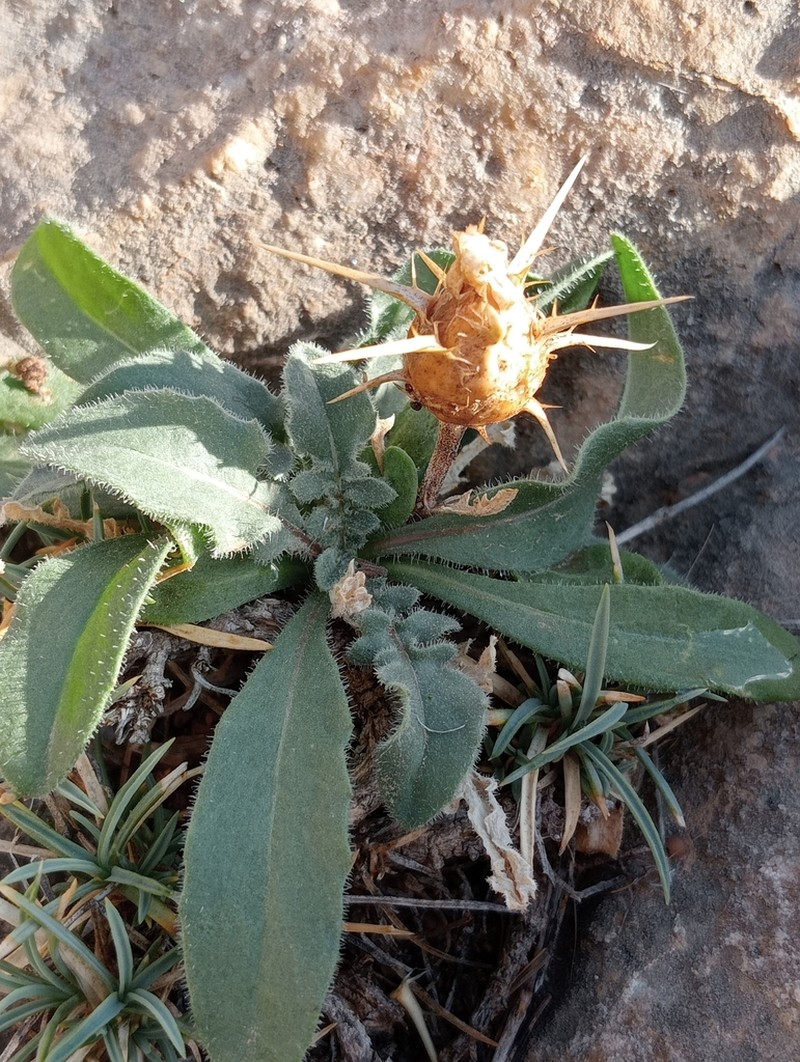 Centaurea saxicola photo 2