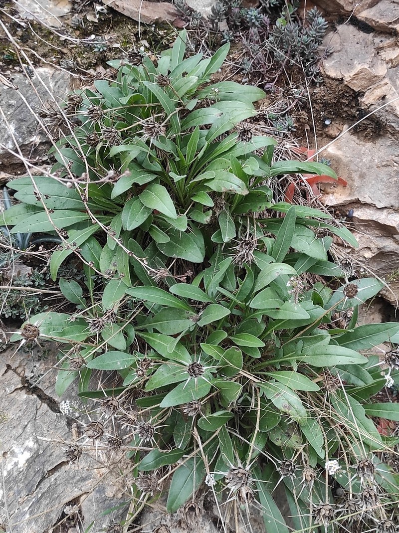 Centaurea saxicola photo 3