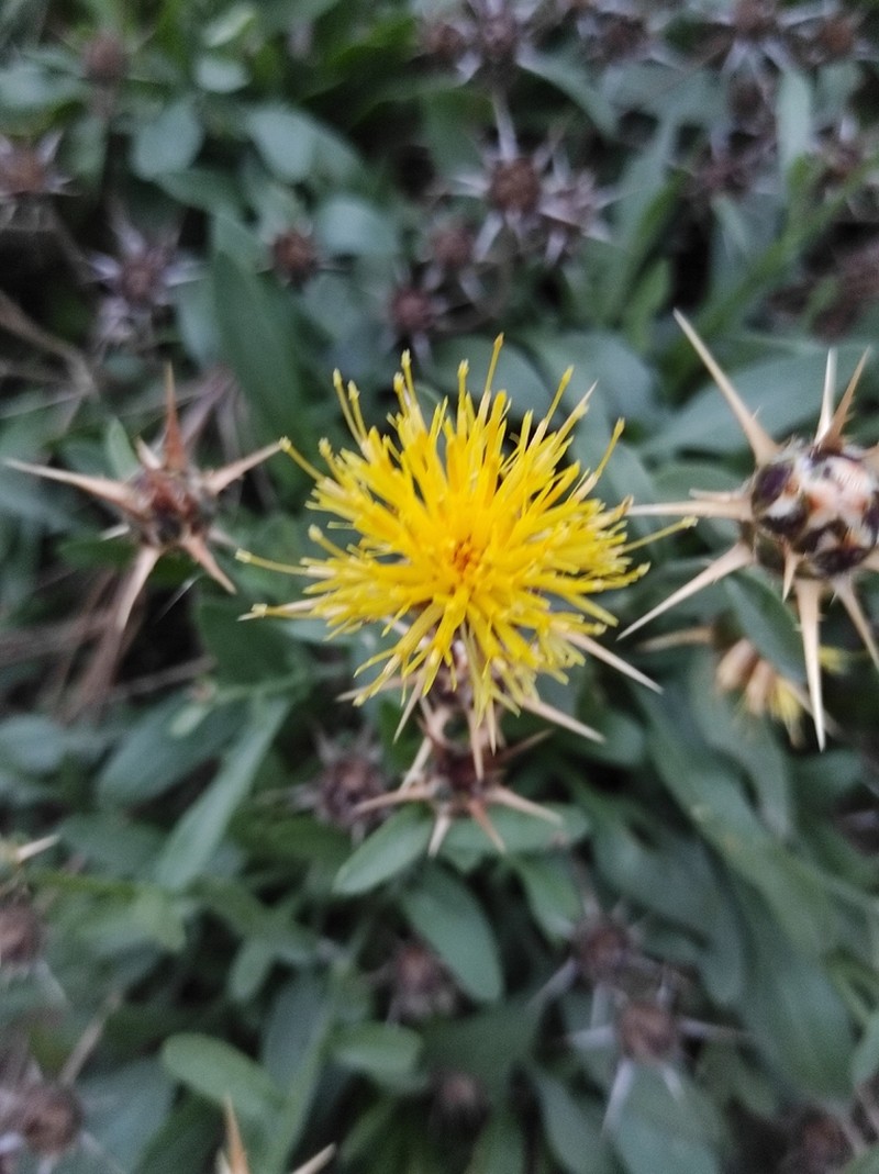 Centaurea saxicola photo 4