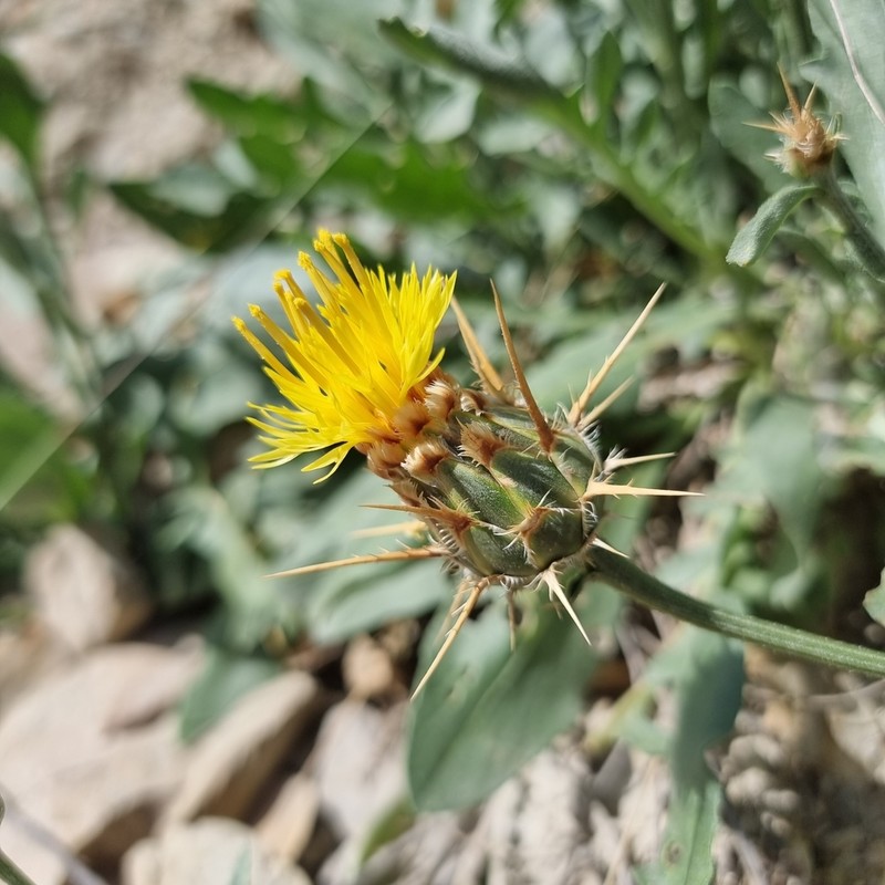 Centaurea saxicola photo 5