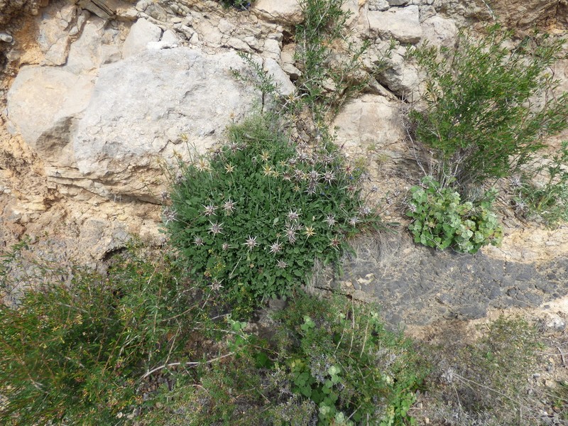 Centaurea saxicola photo 6