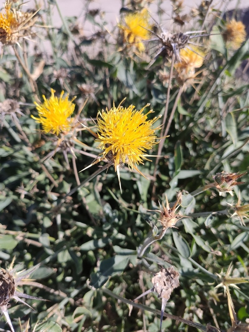 Centaurea saxicola photo 7