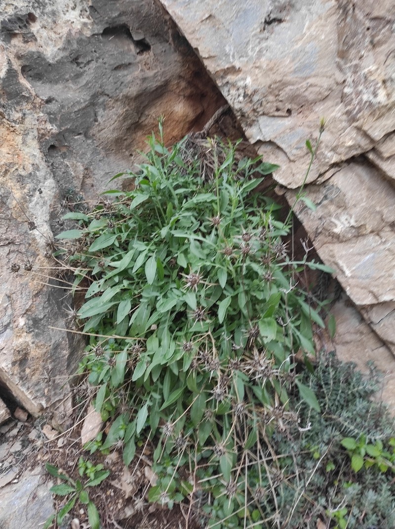 Centaurea saxicola photo 8