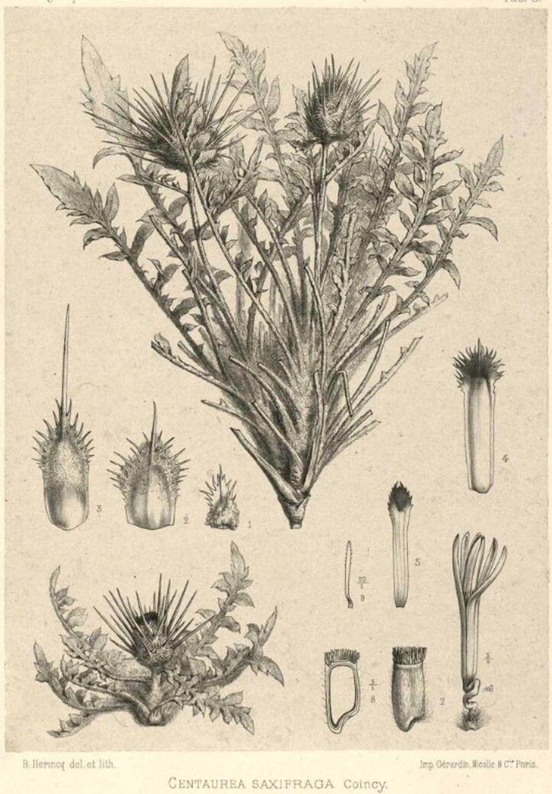 Centaurea saxifraga