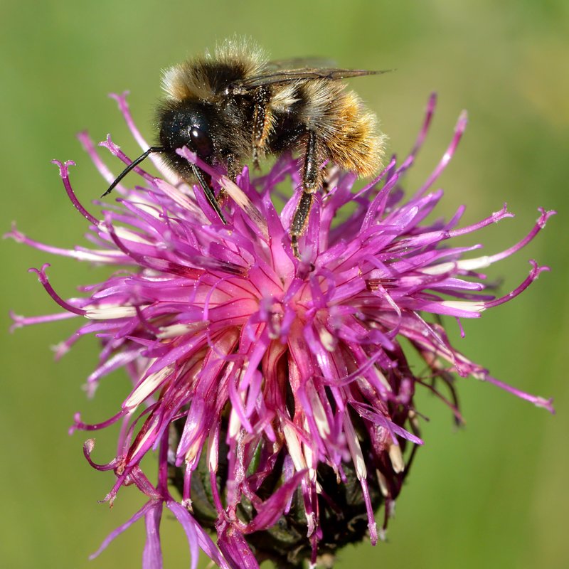 Greater Knapweed photo 2
