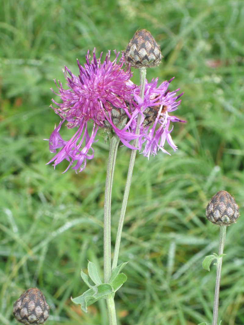 Greater Knapweed photo 3