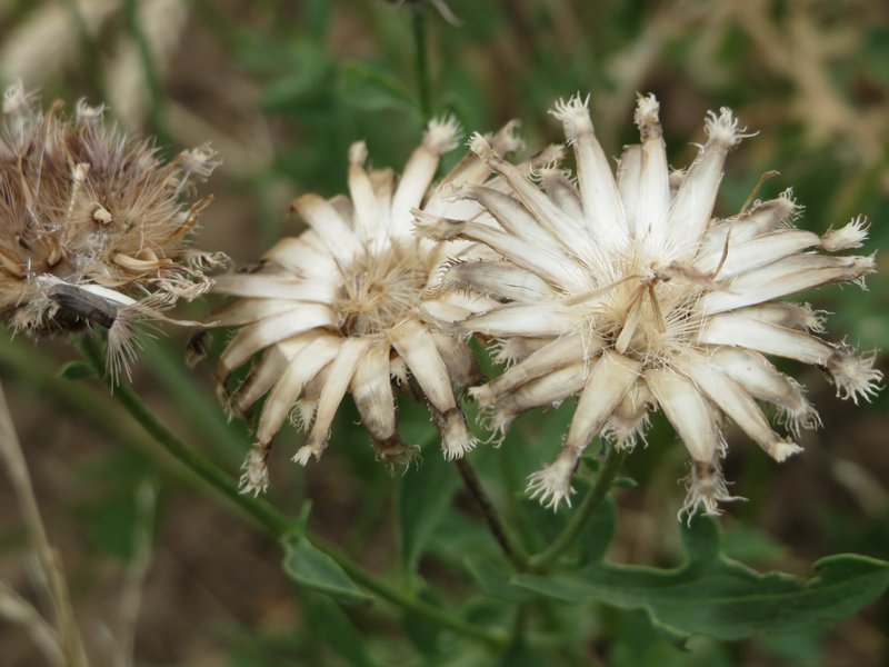 Greater Knapweed photo 4