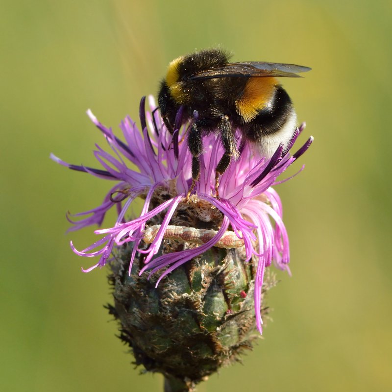 Greater Knapweed photo 5