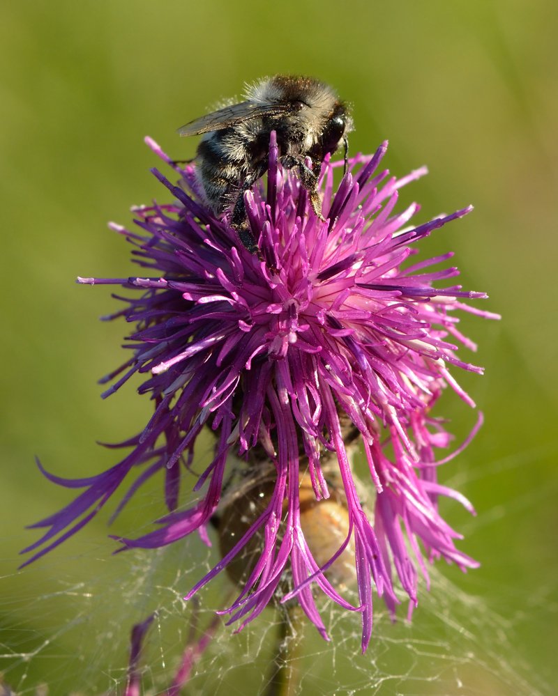Greater Knapweed photo 6