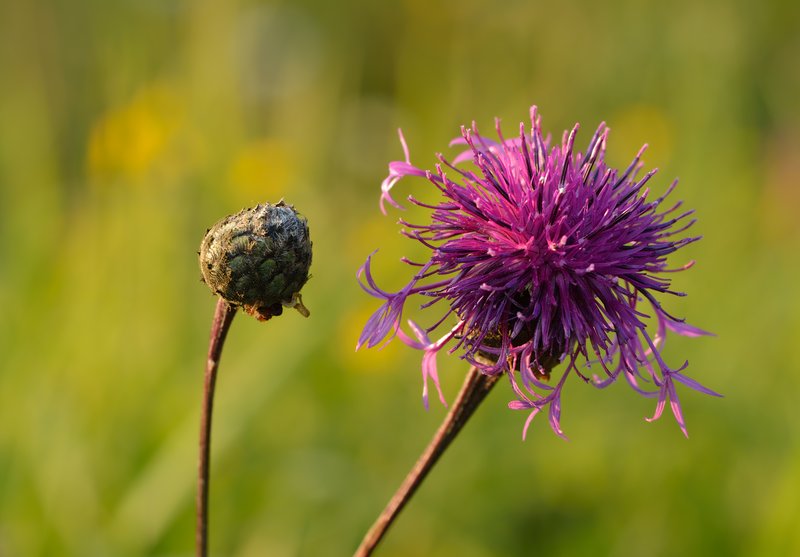 Greater Knapweed photo 7