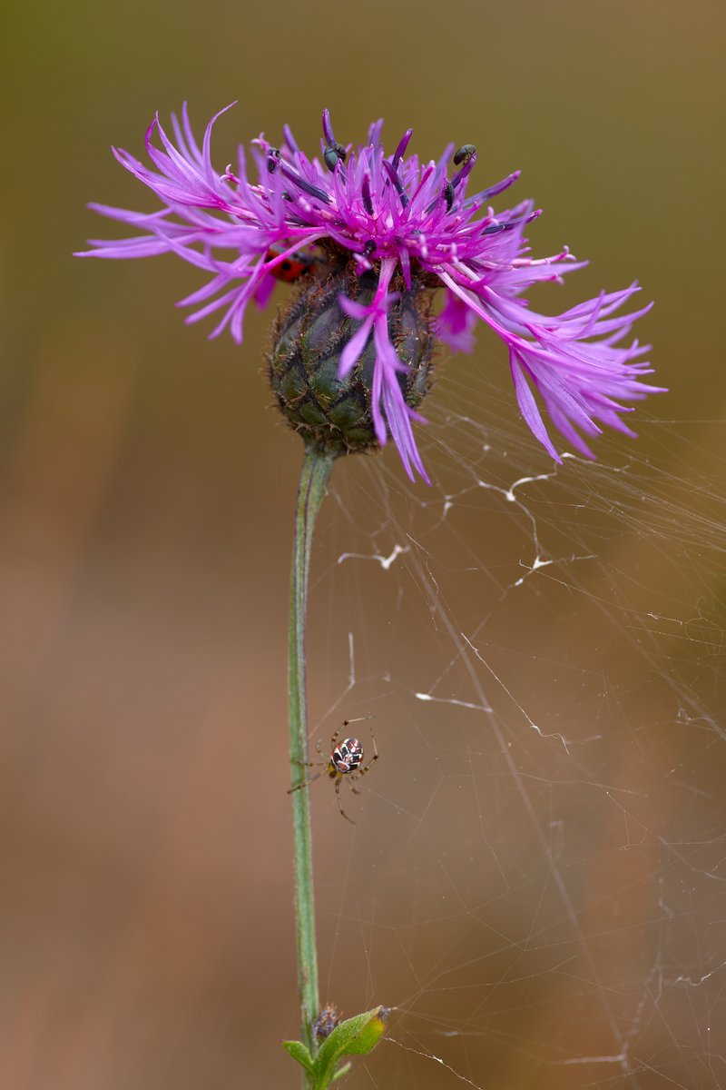 Greater Knapweed photo 8