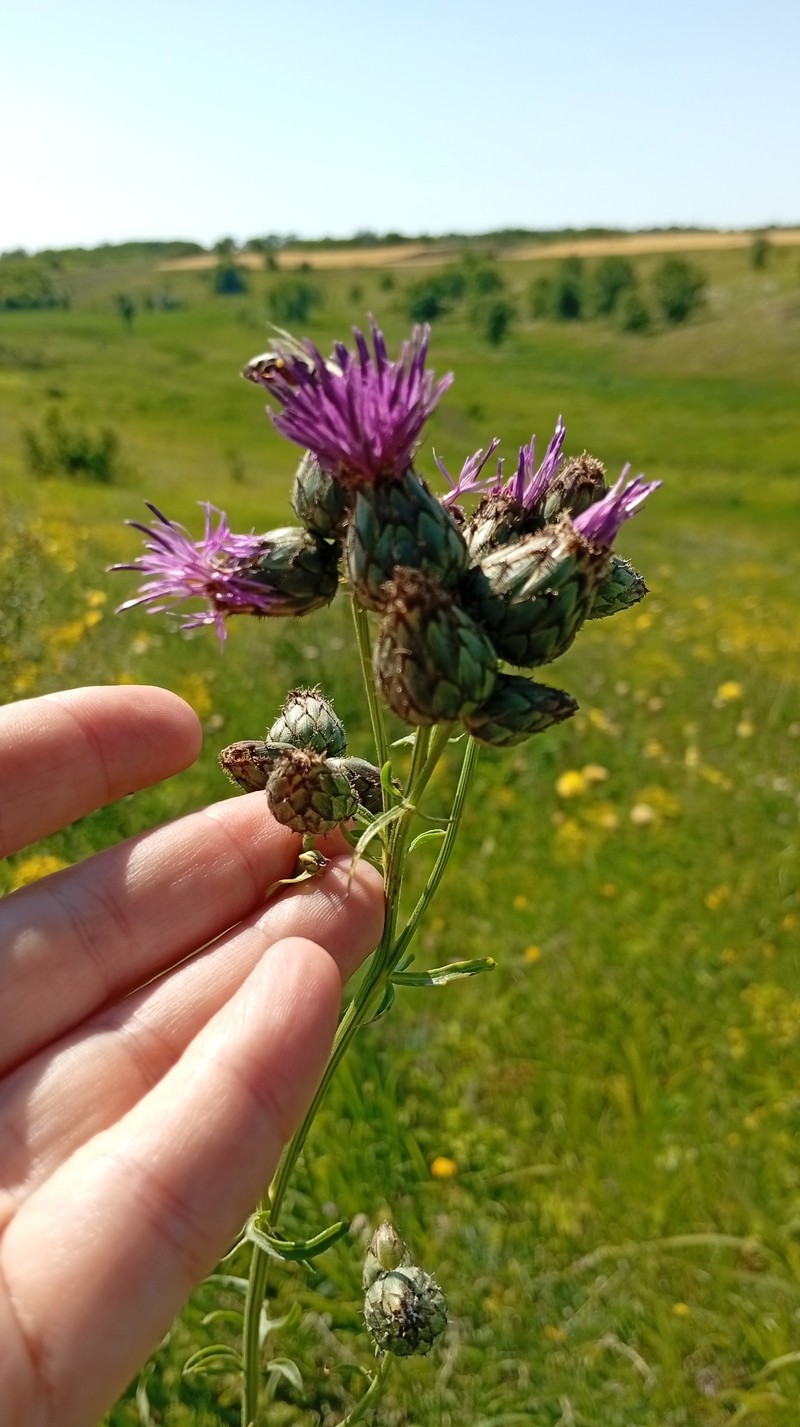 Centaurea scabiosa subsp. adpressa photo 2
