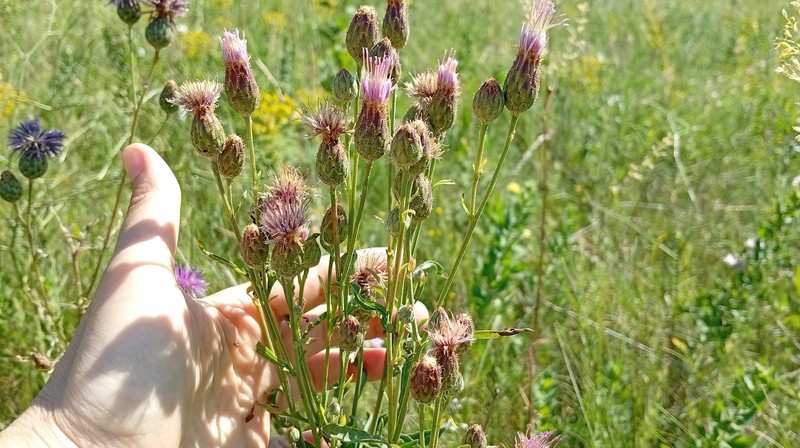 Centaurea scabiosa subsp. adpressa photo 3