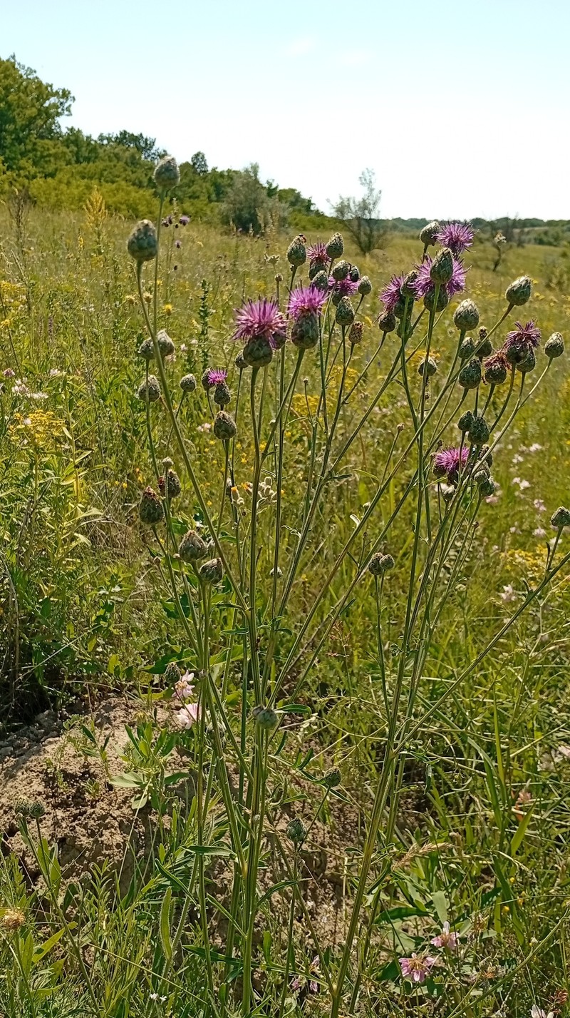 Centaurea scabiosa subsp. adpressa photo 4
