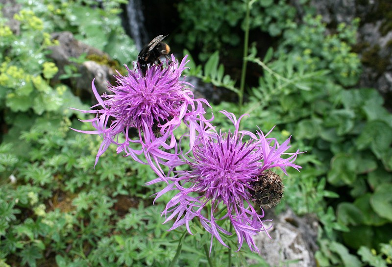 Centaurea scabiosa subsp. alpestris