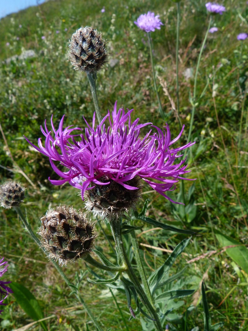 Centaurea scabiosa subsp. alpestris photo 2