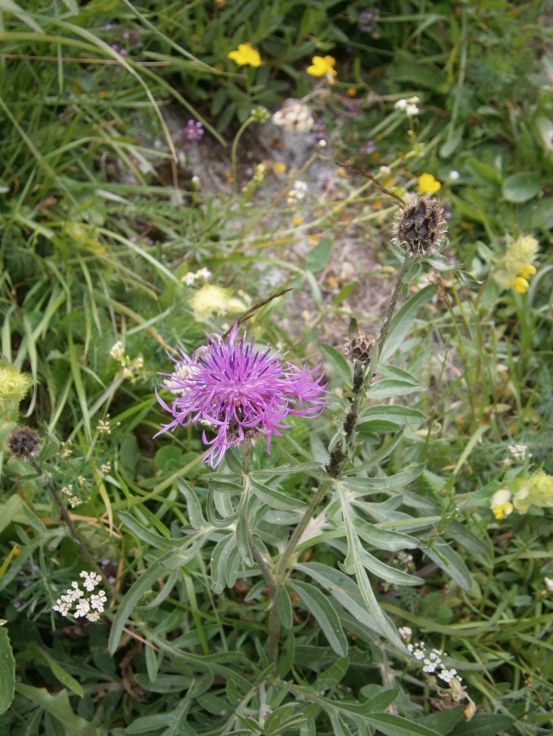 Centaurea scabiosa subsp. alpestris photo 3