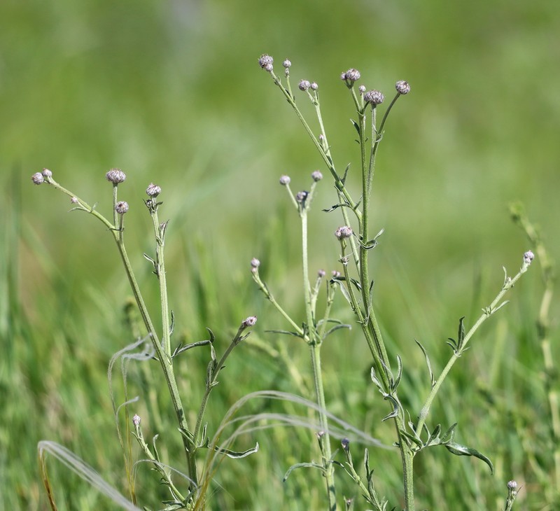 Centaurea scabiosa subsp. apiculata photo 2