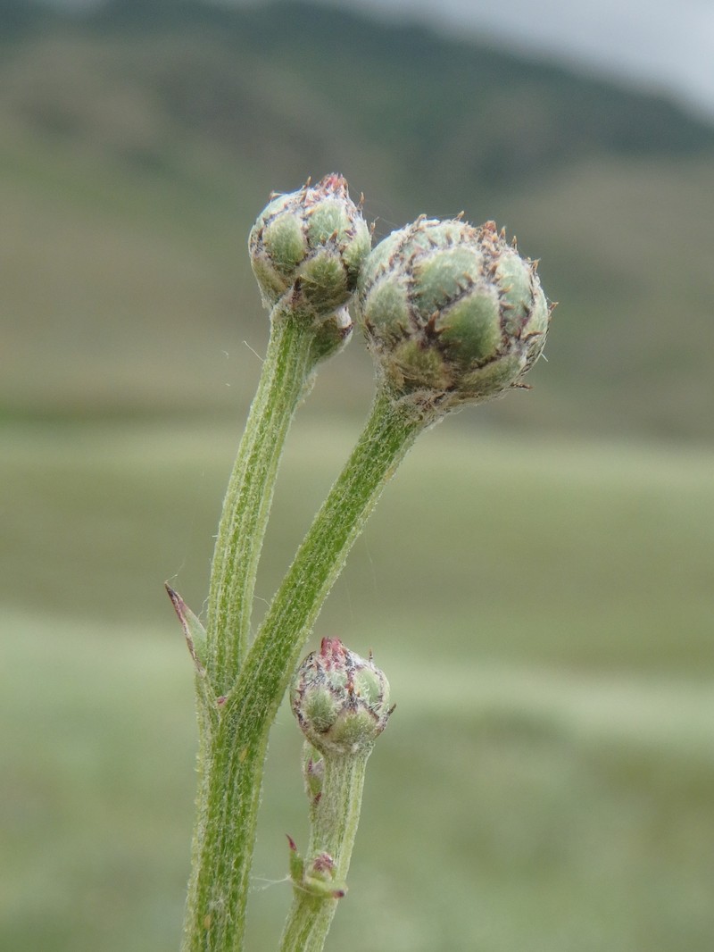 Centaurea scabiosa subsp. apiculata photo 3
