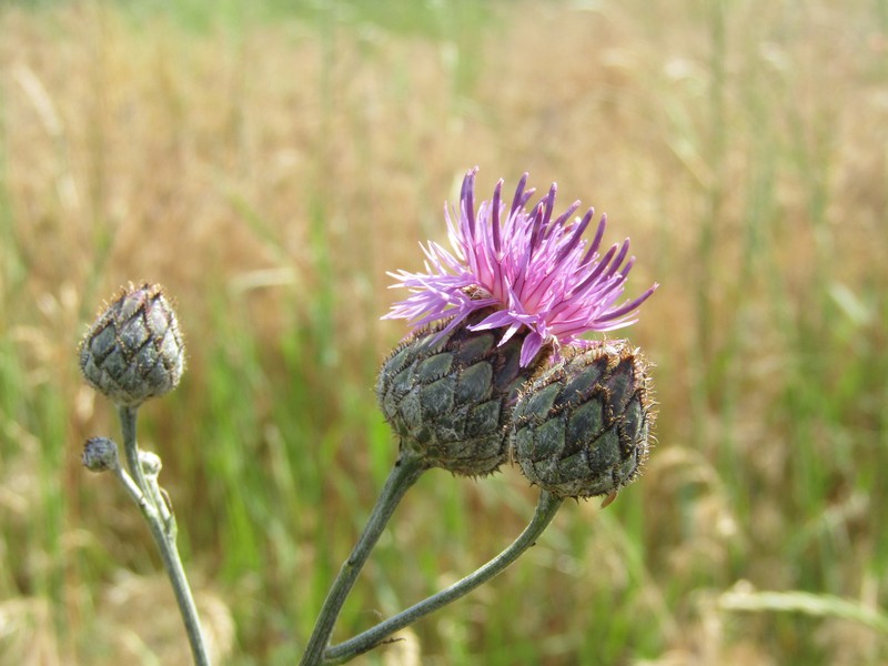 Centaurea scabiosa subsp. apiculata photo 4