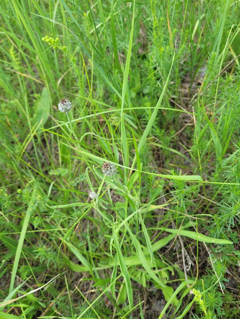 Centaurea scabiosa subsp. apiculata photo 5