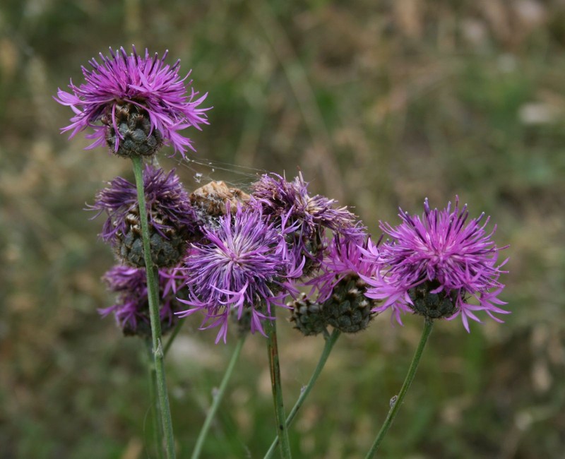 Centaurea scabiosa subsp. apiculata