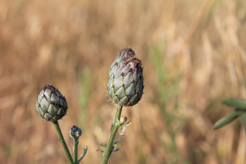 Centaurea scabiosa subsp. apiculata photo 6