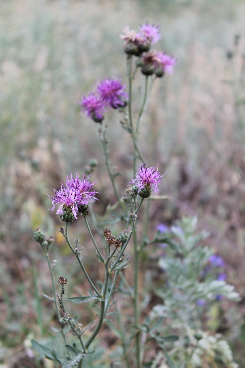 Centaurea scabiosa subsp. apiculata photo 7