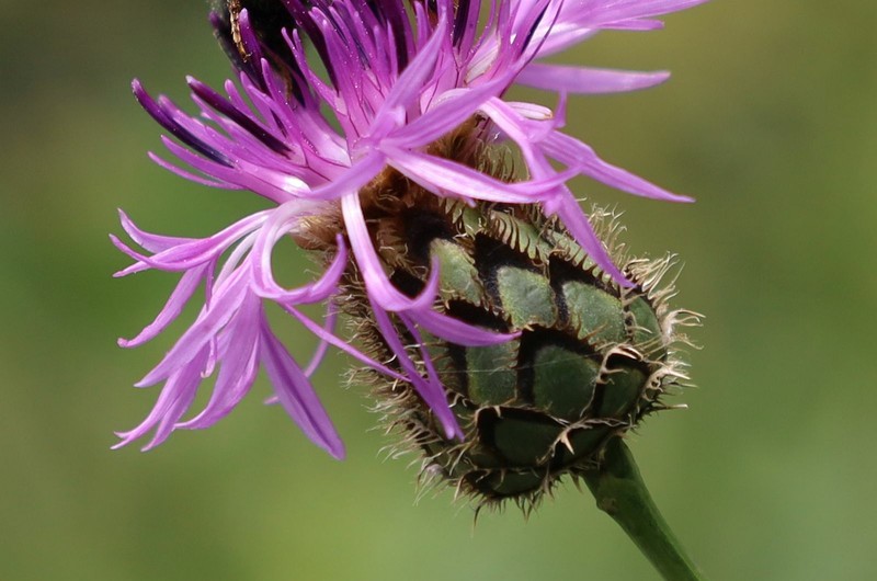 Centaurea scabiosa subsp. badensis