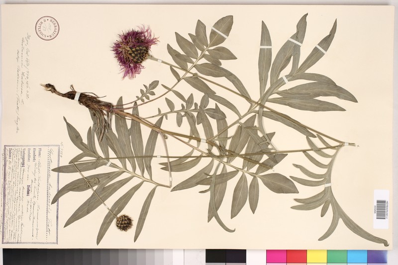 Centaurea scabiosa subsp. badensis photo 2