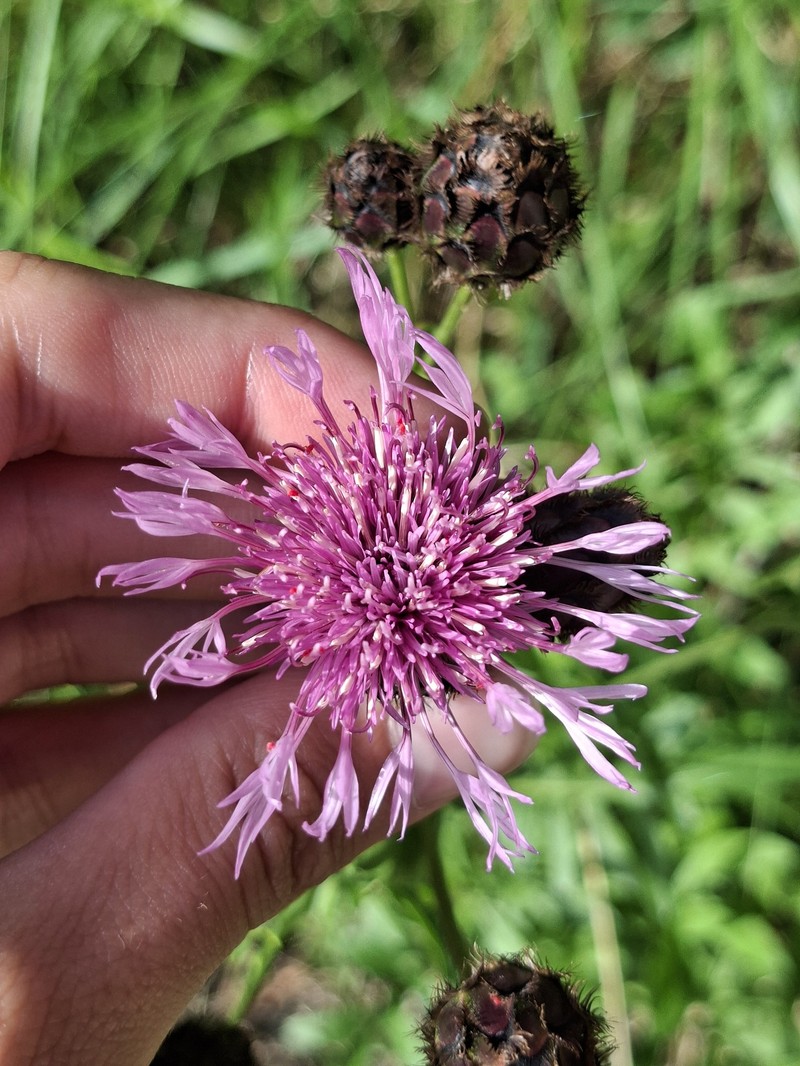 Centaurea scabiosa subsp. fritschii