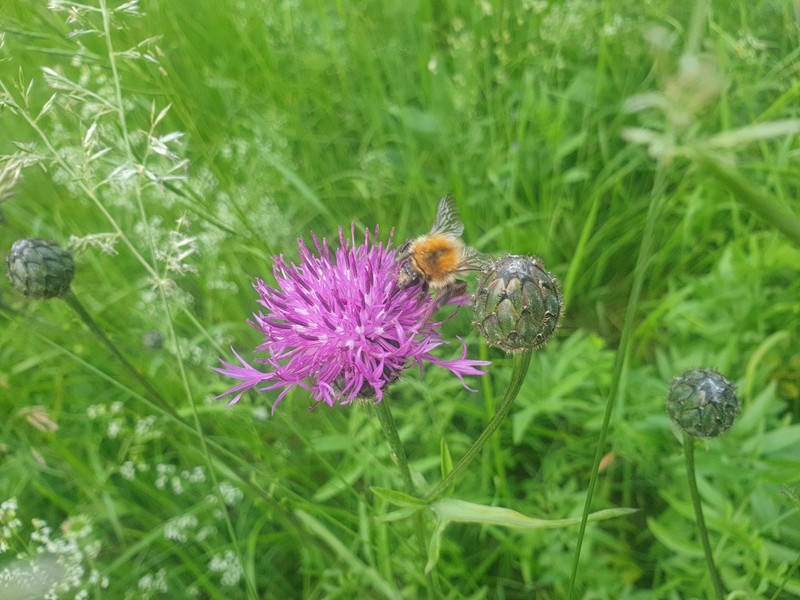 Centaurea scabiosa subsp. fritschii photo 4