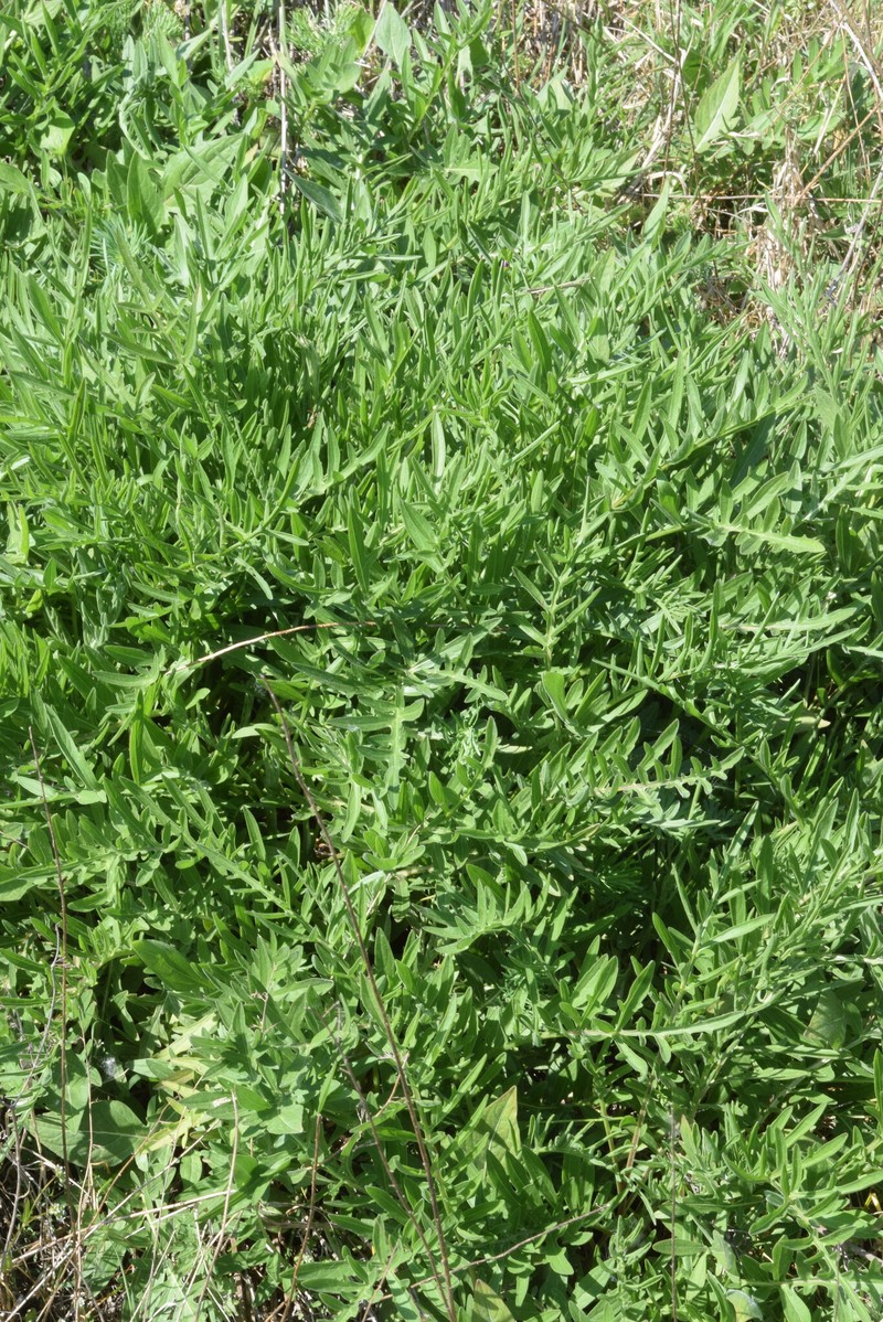 Centaurea scabiosa subsp. grinensis photo 2