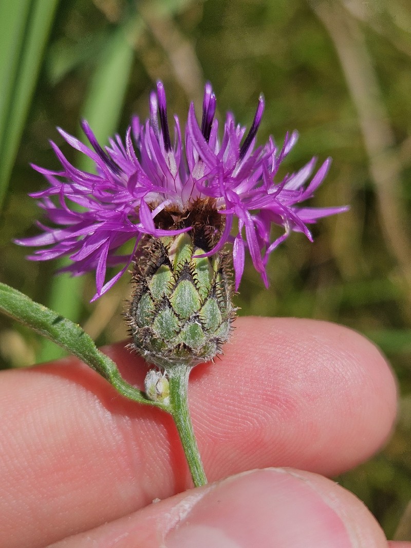 Centaurea scabiosa subsp. grinensis photo 3