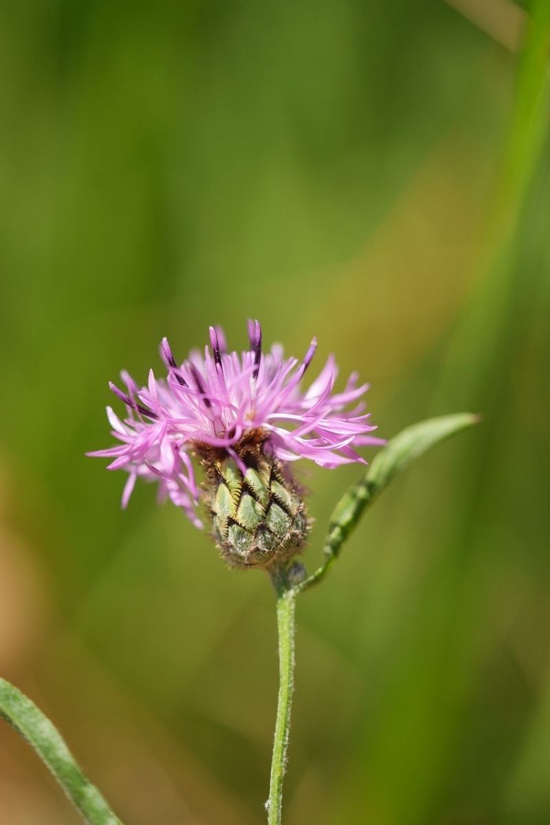 Centaurea scabiosa subsp. grinensis photo 4