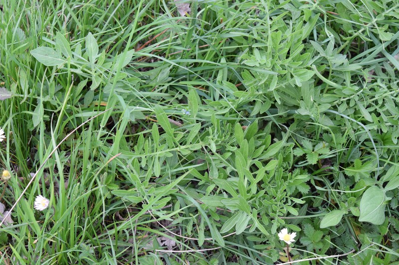 Centaurea scabiosa subsp. grinensis photo 5