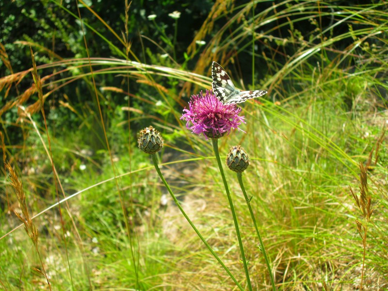 Centaurea scabiosa subsp. grinensis photo 6